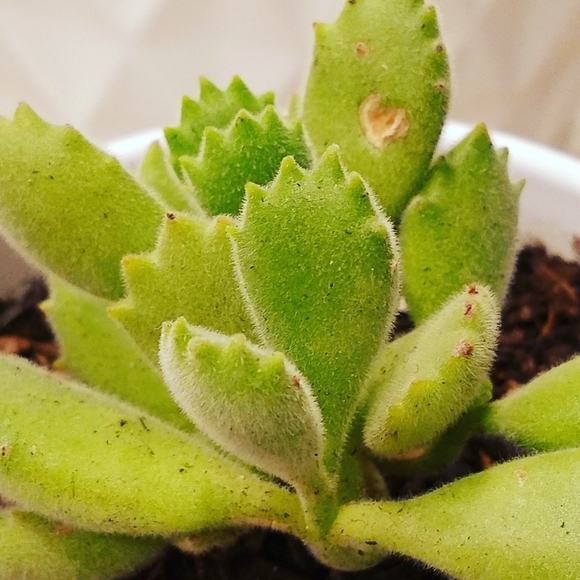 Meet your Posher - Picture 1 of 1